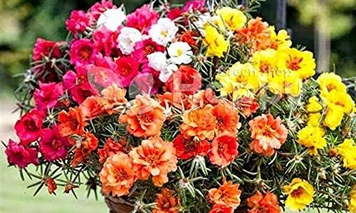 加菲猫疫苗多少钱一针-加菲猫疫苗多少钱一针、加菲猫多大 -加菲猫几个月打疫苗网