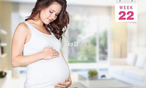 加菲猫几岁可以生宝宝-加菲猫疫苗多少钱一针、加菲猫多大 -加菲猫几个月打疫苗网