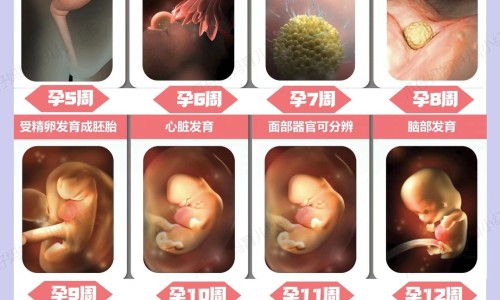 加菲猫疫苗多少钱一针、加菲猫多大 -加菲猫几个月打疫苗网