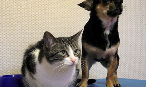 加菲猫疫苗多少钱一针、加菲猫多大 -加菲猫几个月打疫苗网